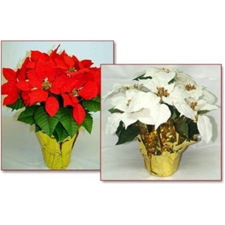 Manmade 6 in. pot Red Silk Poinsettias; MIN 12 MA2540753